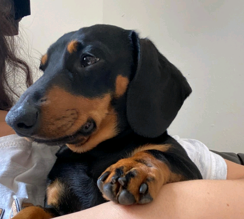 sausage dog gumtree